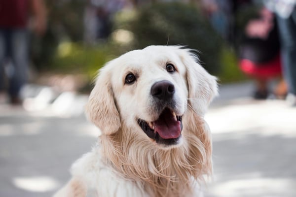 Explore Pet-friendly Properties.